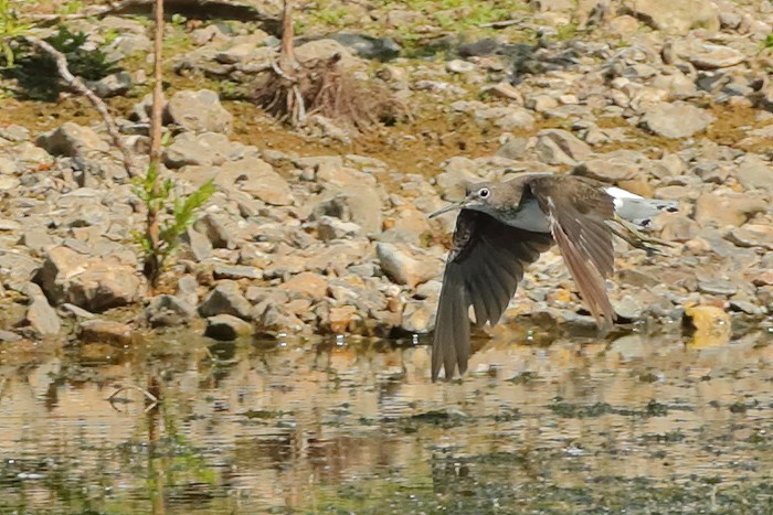 Green Sandpiper