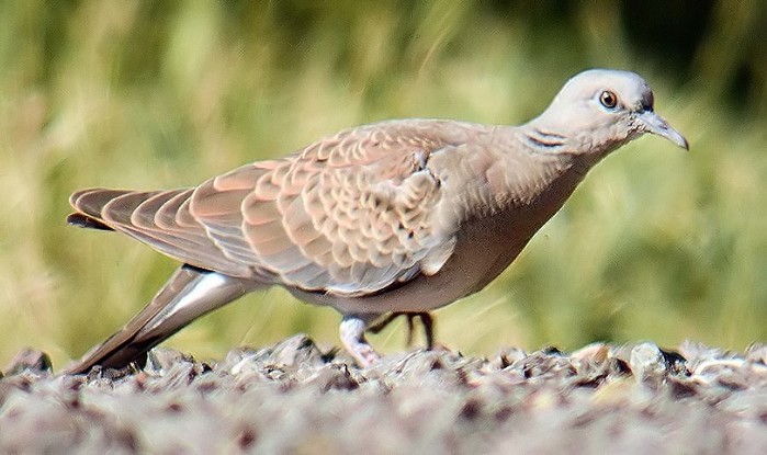 Turtle Dove