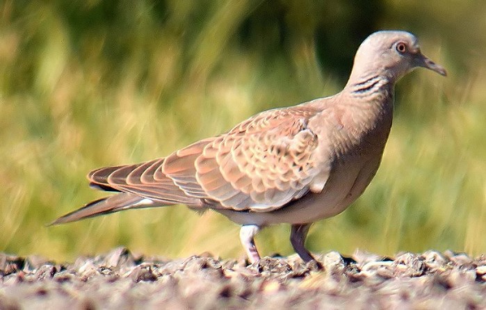 Turtle Dove