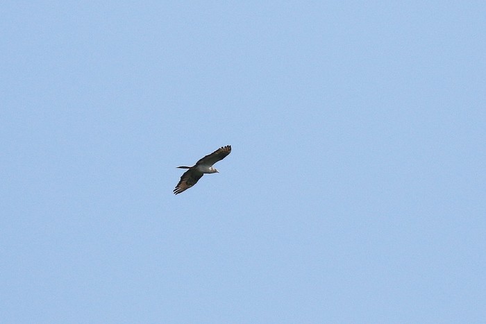 Honey Buzzard