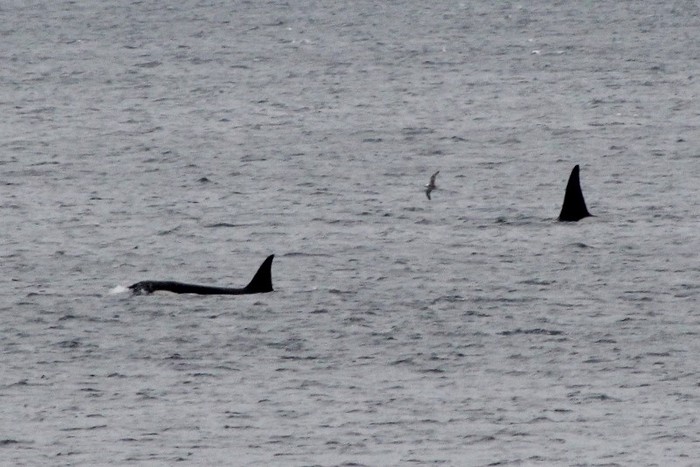 Killer Whale (Orca)
