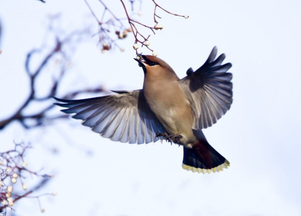 Waxwing