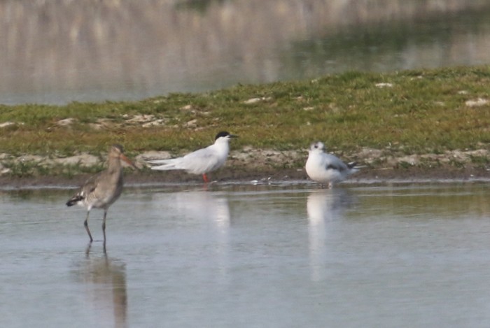 Roseate Tern