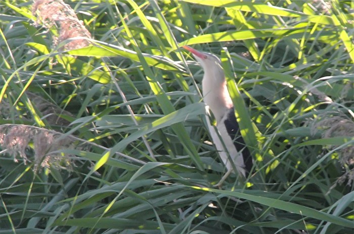 Little Bittern