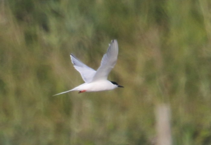 Roseate Tern