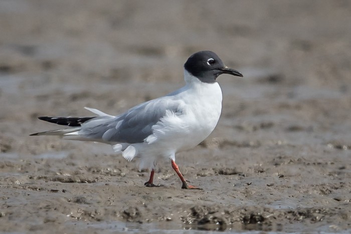 Bonaparte's Gull