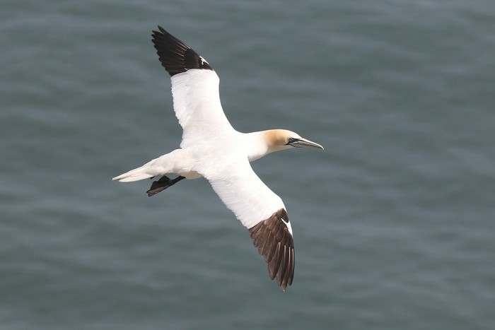 Gannet
