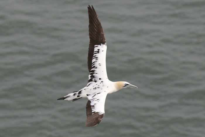 Gannet