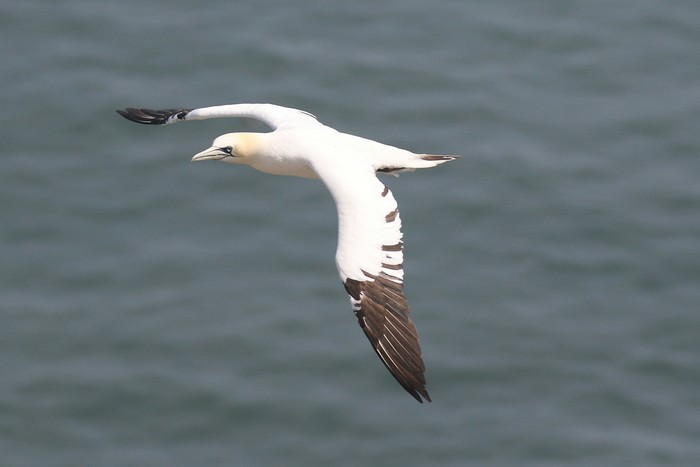 Gannet