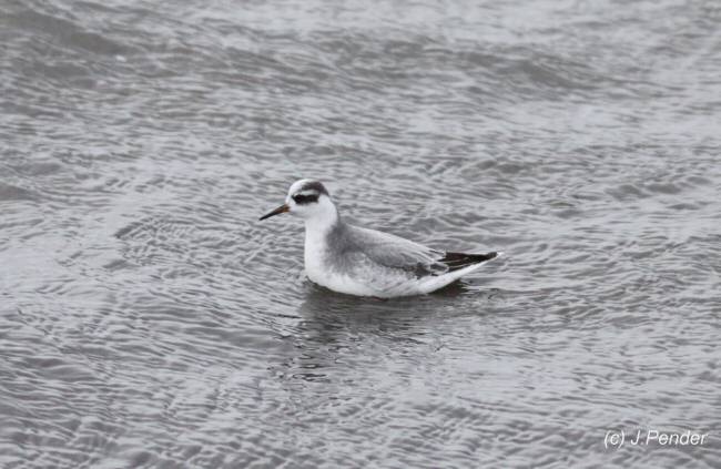 Grey Phalarope