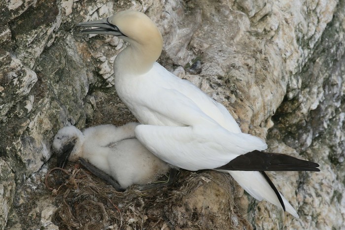 Gannet