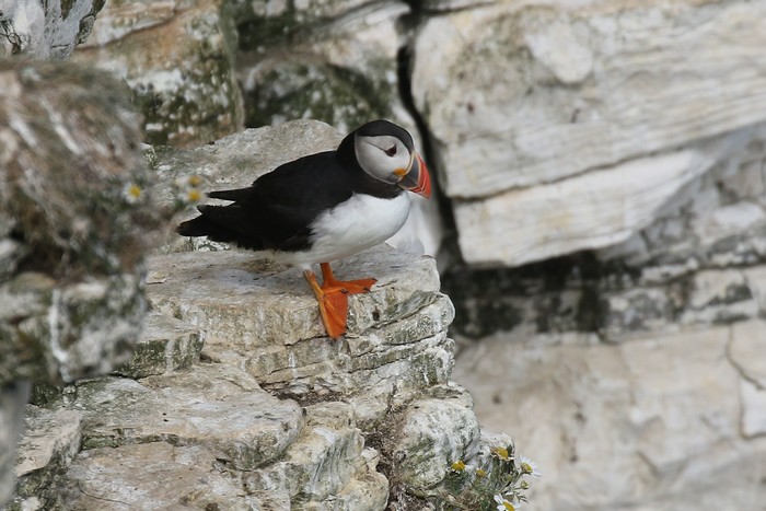 Puffin