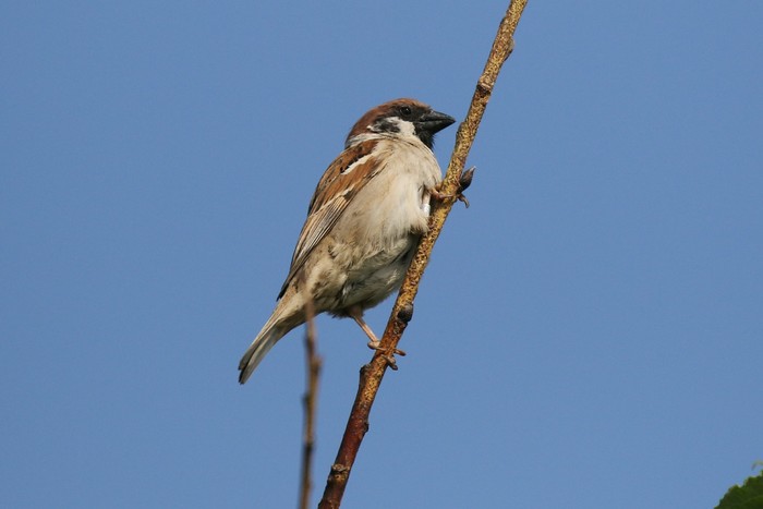 Tree Sparrow