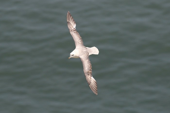 Fulmar