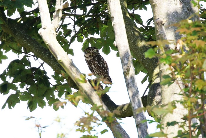 Little Owl