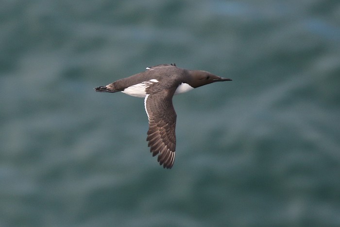 Guillemot