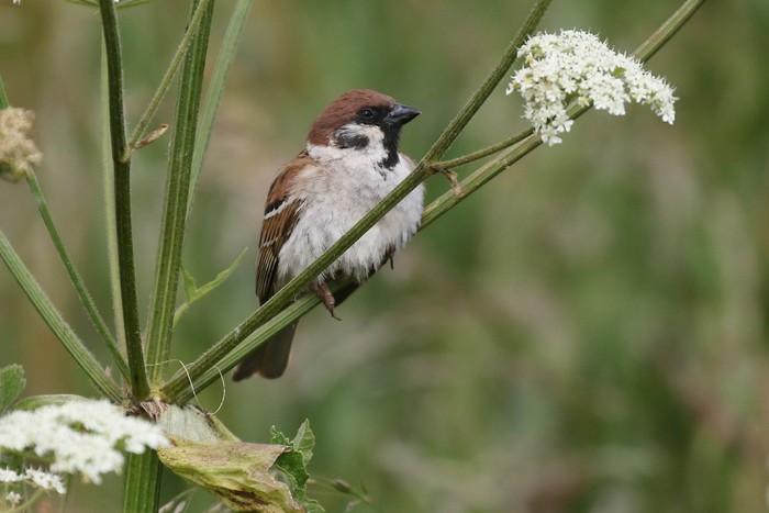Tree Sparrow