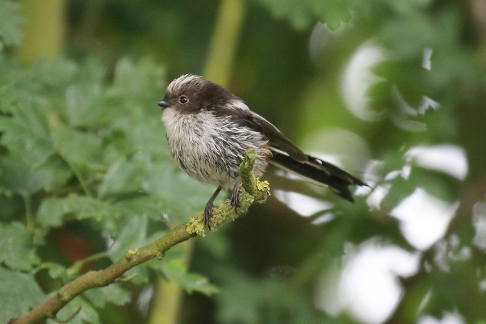 Long-tailed Tit