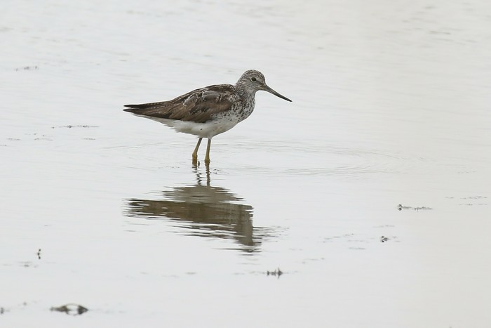 Greenshank