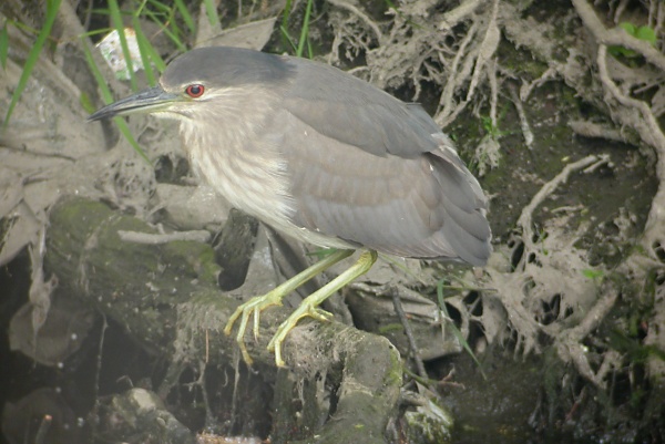 Night Heron