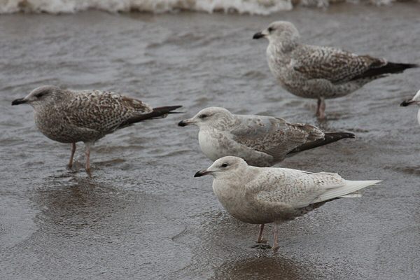 Iceland Gull