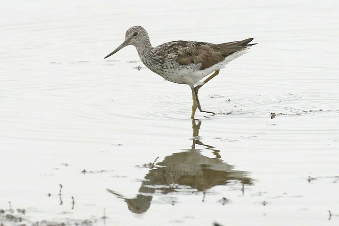 Greenshank