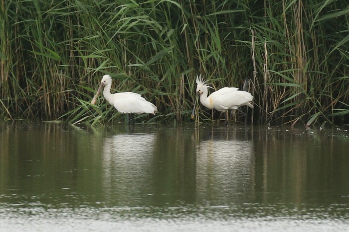 Spoonbill