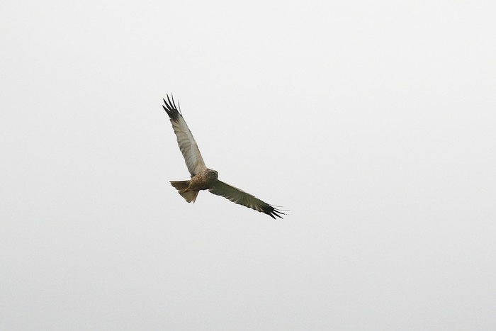 Marsh Harrier