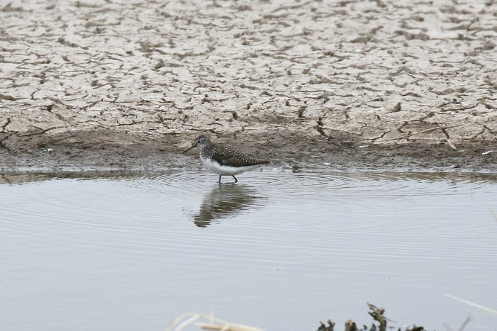 Green Sandpiper