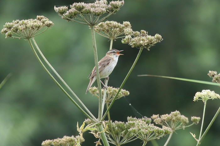 Sedge Warbler