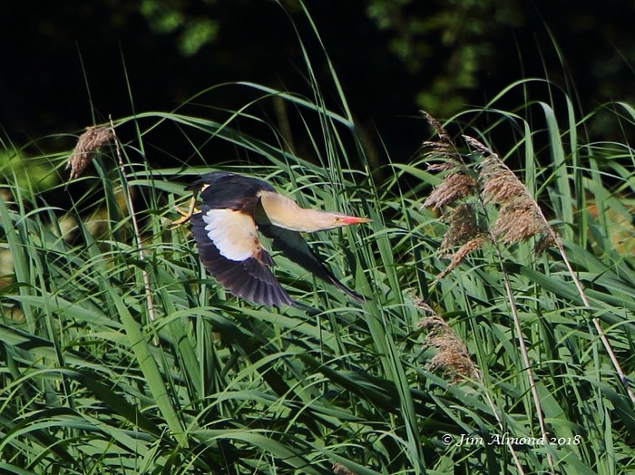 Little Bittern