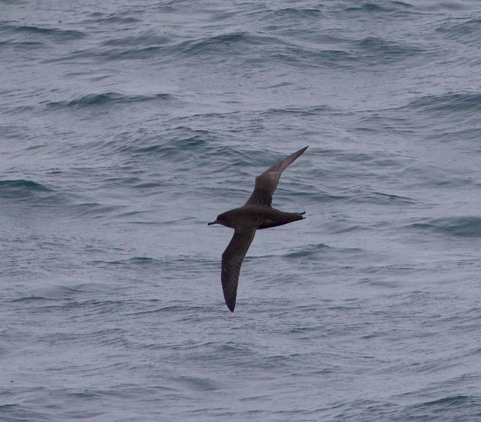 Sooty Shearwater