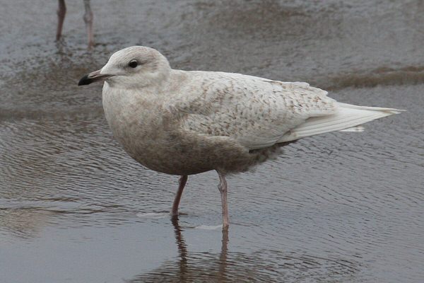 Iceland Gull