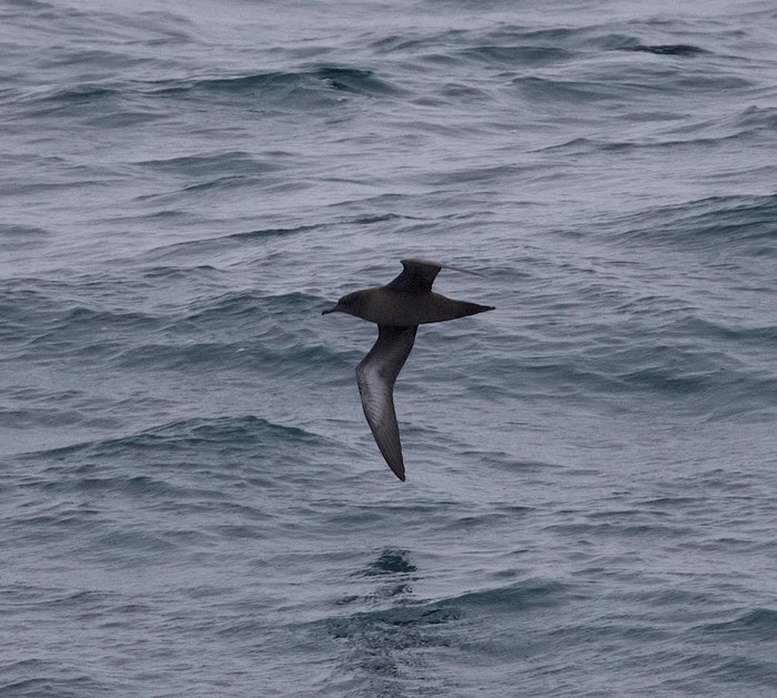 Sooty Shearwater