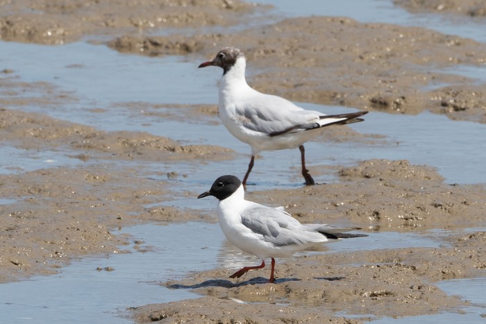 Bonaparte's Gull