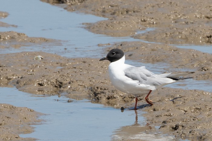 Bonaparte's Gull