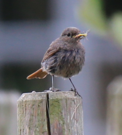 Black Redstart
