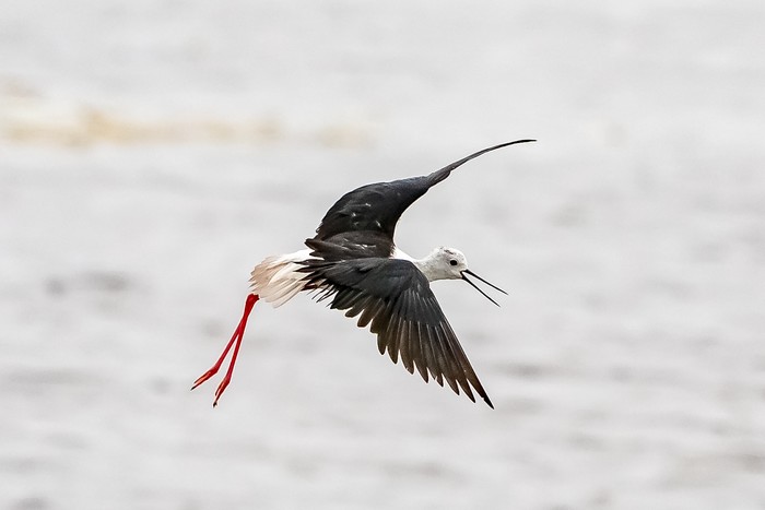 Black-winged Stilt