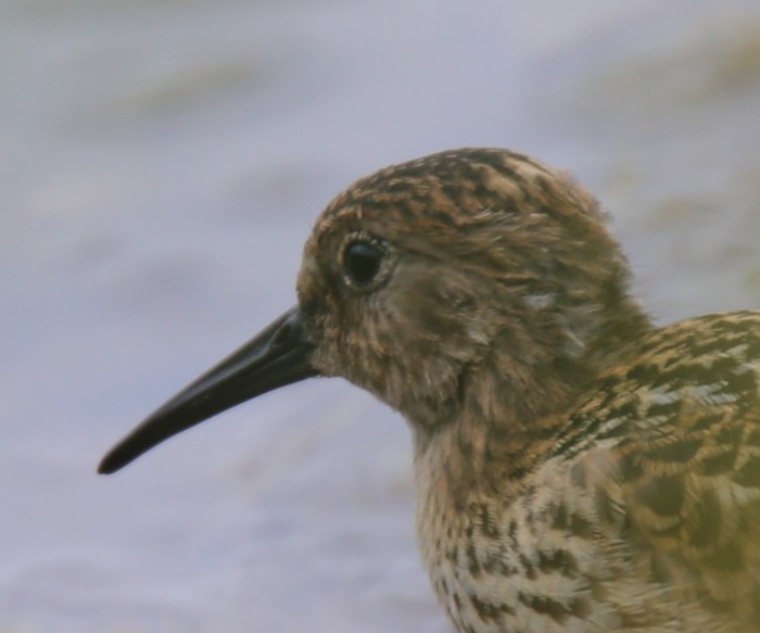 Dunlin