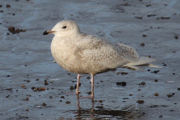 Iceland Gull