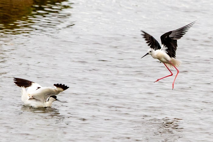 Black-winged Stilt