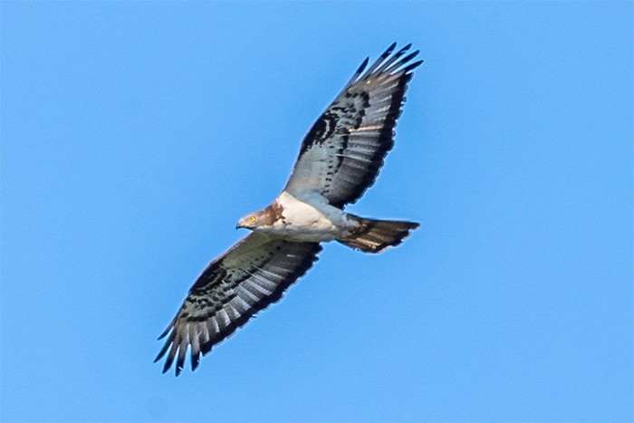 Honey Buzzard
