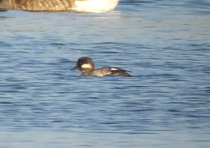 Bufflehead