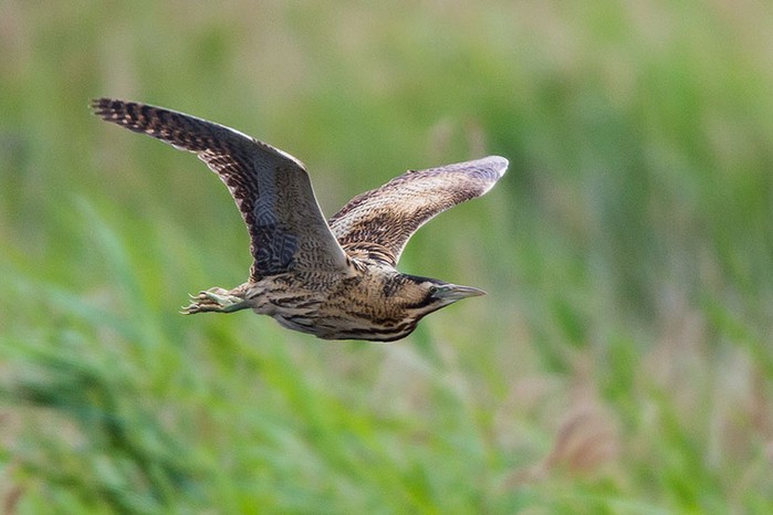 Bittern
