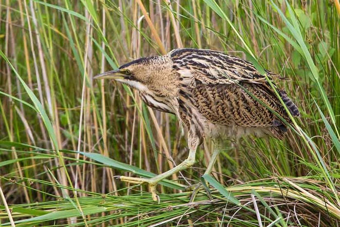 Bittern