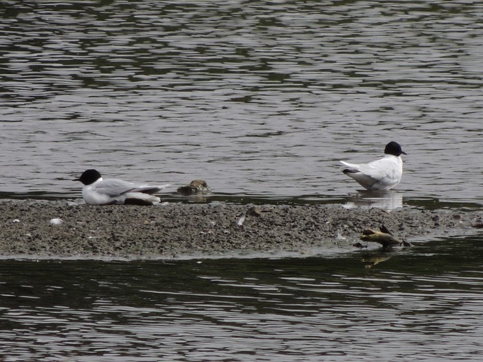 Little Gull