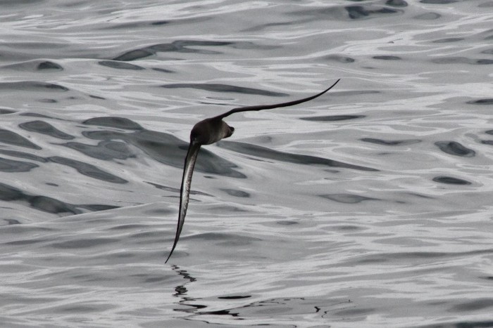 Sooty Shearwater