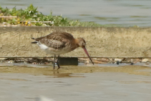 Continental Black-tailed Godwit