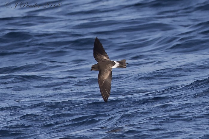 Wilson's Petrel