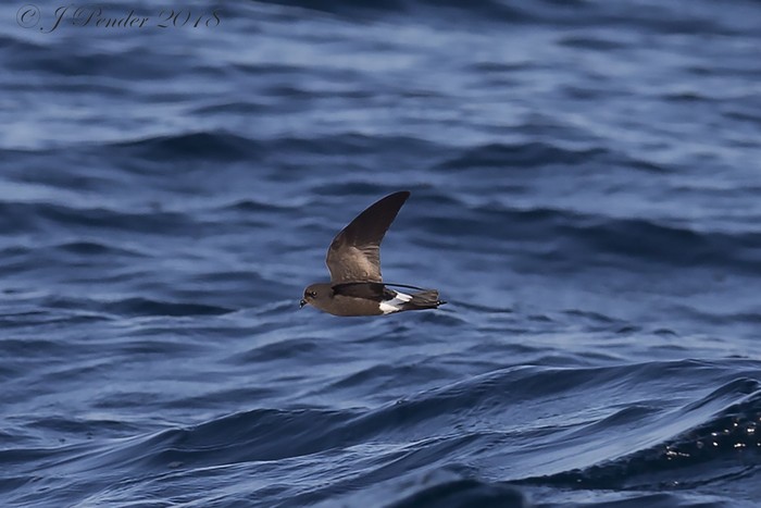 Wilson's Petrel